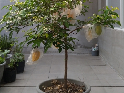 CÂY KHẾ THÁI QUẢ NGỌT