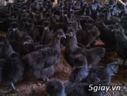 Thực phẩm bổ dưỡng từ gà ác Thanh Hóa