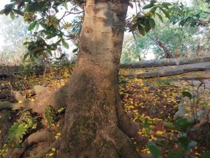 Mai vàng 100 tuổi