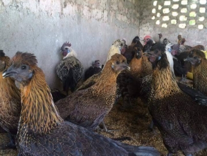 gà ác Thanh Hóa. BÁN GÀ ÁC (GÀ THUỐC)