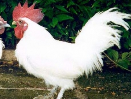 Gà THUỐC hay còn gọi là Gà đen. Gà ác Thanh Hóa