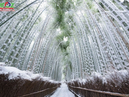 Cần bán: Nhật Bản mùa hoa nở và những khung cảnh tuyệt vời