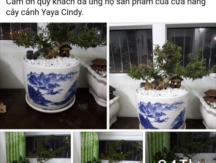 Cây cảnh bonsai phong thủy để bàn