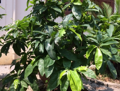 Dọn vườn cần thanh lí mai vàng