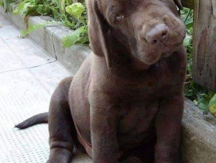 Cần thu mua xác laptop, laptop qua sử dụng