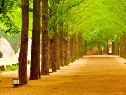 Hàn Quốc: SEOUL – ĐẢO NAMI – EVERLAND (5N4Đ)