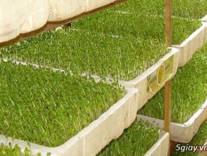 HẠT GIỐNG RAU MẦM