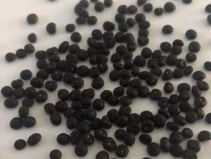 HẠT GIỐNG MĂNG TÂY XANH