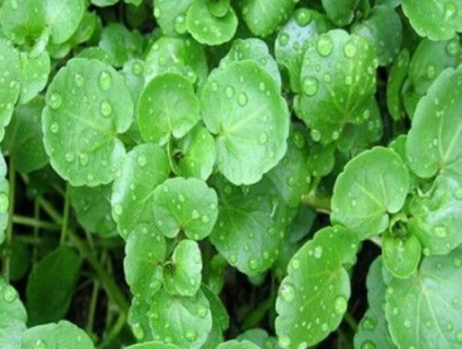 HẠT GIỐNG XÀ LÁCH XOONG MỸ