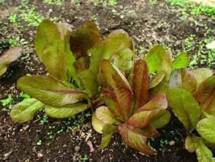 HẠT GIỐNG XÀ LÁCH ROMAINE ĐỎ