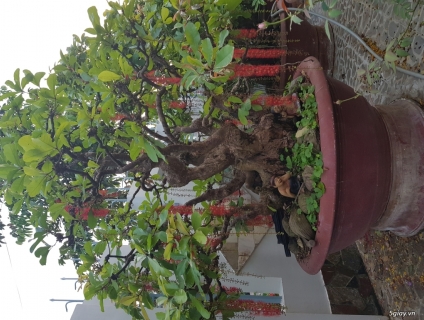 Cặp lộc vừng cổ