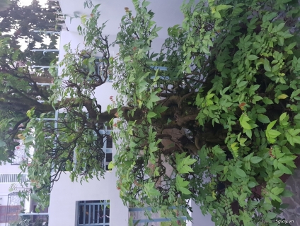 Bán cây khế cổ