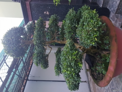 Bán cặp nguyệt quế.