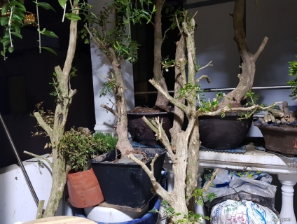 Bonsai đại nguyệt quế gốc lớn