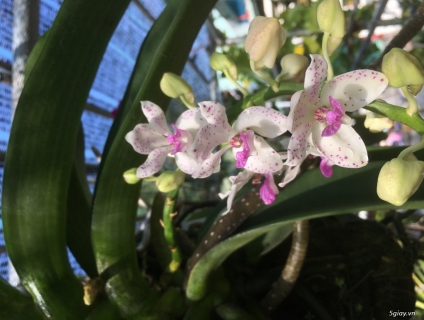 Cần bán chậu đai châu