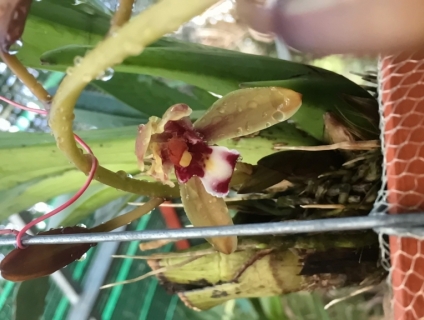 Cần bán gấp chậu kiếm