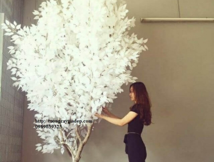cây si trắng giả