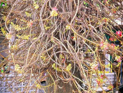 Bán Cây Sala Ngọc Kỳ Lân - giá tốt tại 5giay.vn