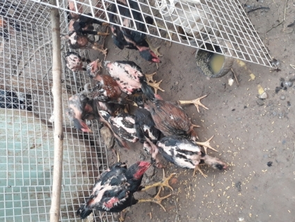 Bán gà chọi Con.gà Đòn Con