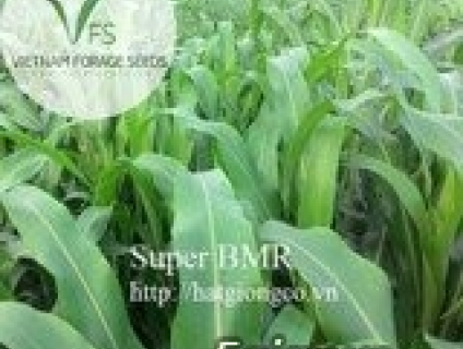 Giong cỏ Super BMR