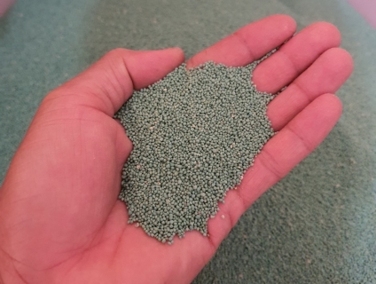 Cỏ Bermuda giống cỏ gà