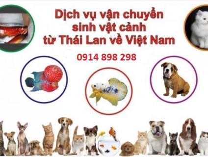 H5S Vận chuyển thú cưng từ Thái Lan về Việt Nam