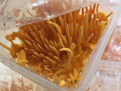 Nấm đông trùng hạ thảo, nấm bào ngư xám