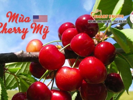 CHERRY MỸ MEENA – ‍♂️TRÁI CÂY NHẬP KHẨU SMARTFRUITS
