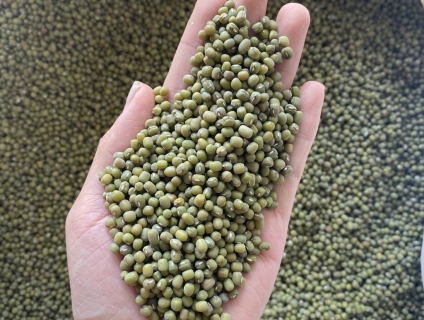 Bán đậu xanh giá các loại sẵn số lượng nhiều