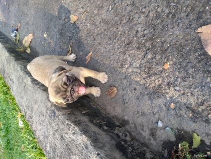 Chó PUG mình đảm bảo thuần chủng nhé