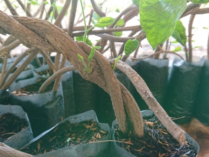 Cung cấp giống hoa thiên lý