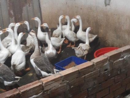 chúng tôi chuyên cung cấp ngỗng thịt ngỗng giống và trứng ngỗng
