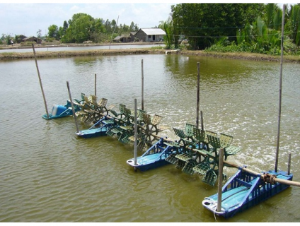 Sử dụng Đồng Sulfat đúng cách trong quá trình nuôi trồng thủy sản