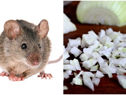 Mách bạn 18 mẹo đuổi chuột ra khỏi nhà cực hay