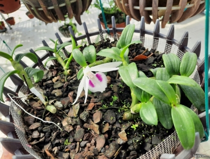 chia sẽ lan đột biến 5CT Phú Thọ chuẩn giống