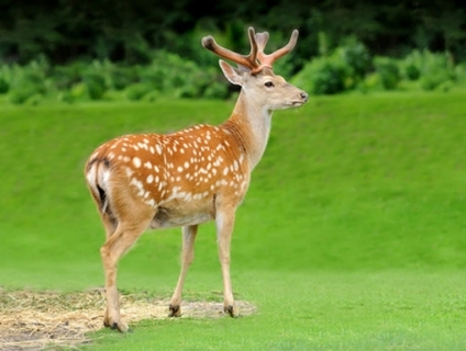 Chuyên cung cấp thịt Nai sỉ và lẻ!!!