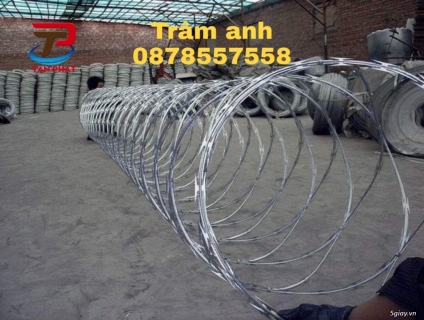 báo gái daay kẽm gai hình dao