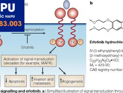Thuốc Erlonat 150mg (Erlotinib 150mg) (Hộp 30 viên)