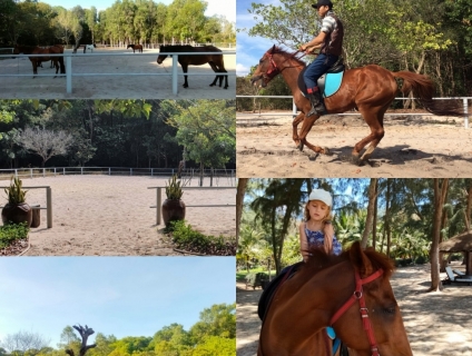 Cicada Ho Tram Reserve