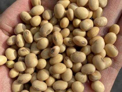 ĐẬU NÀNH QUÊ 100% Giống thuần chủng Việt Nam.