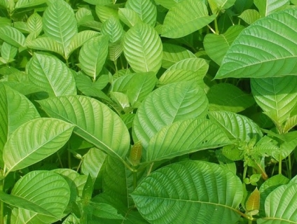 Tác dụng của cây Thiên Ngân