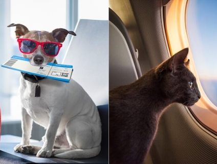 Cần bán: Dịch vụ gửi thú cưng đi Mỹ, châu Âu, Nhật,... giá rẻ tại HCM