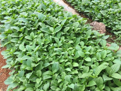 Cây Thiên Ngân uy tín-giá rẻ tại Vĩnh Phúc