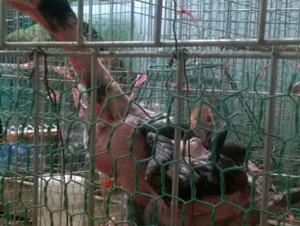 Bán cặp gà nòi- gà chọi