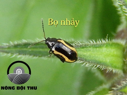 Chế phẩm sinh học diệt bọ nhảy hiệu quả nhất hiện nay