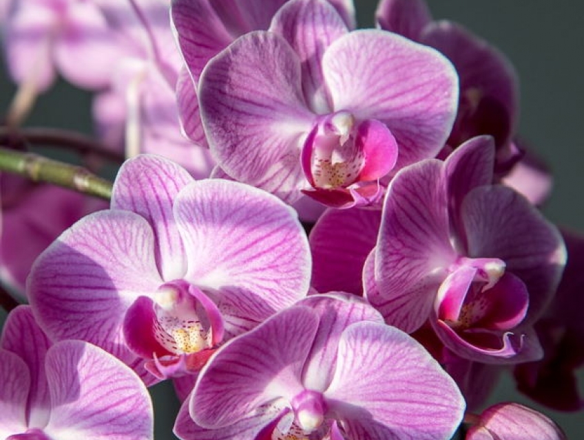 Bật Mí Cách Trồng Lan Hồ Điệp Mới Mua Về Cực Dễ