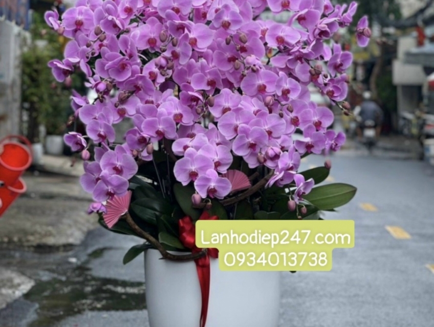 TOP 10 NHỮNG MẪU HOA CHIA BUỒN BẰNG LAN HỒ ĐIỆP ĐƯỢC ƯA CHUỘNG NHẤT