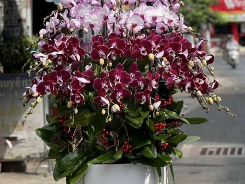 TOP 12 NHỮNG CHẬU HOA LAN HỒ ĐIỆP ĐẸP CAO CẤP TẶNG SINH NHẬT ĐẸP NHẤT