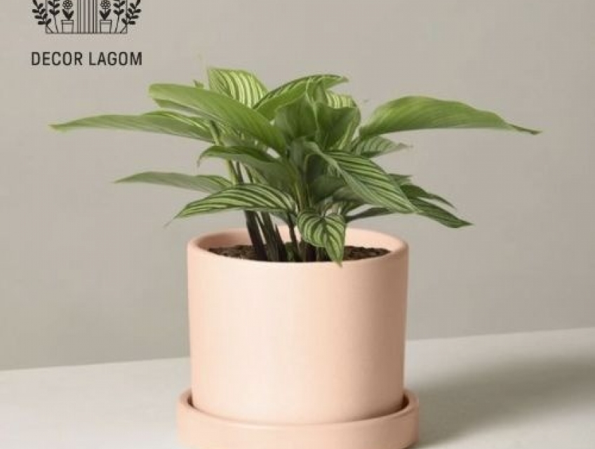 Cây cảnh hút lộc tài, may mắn