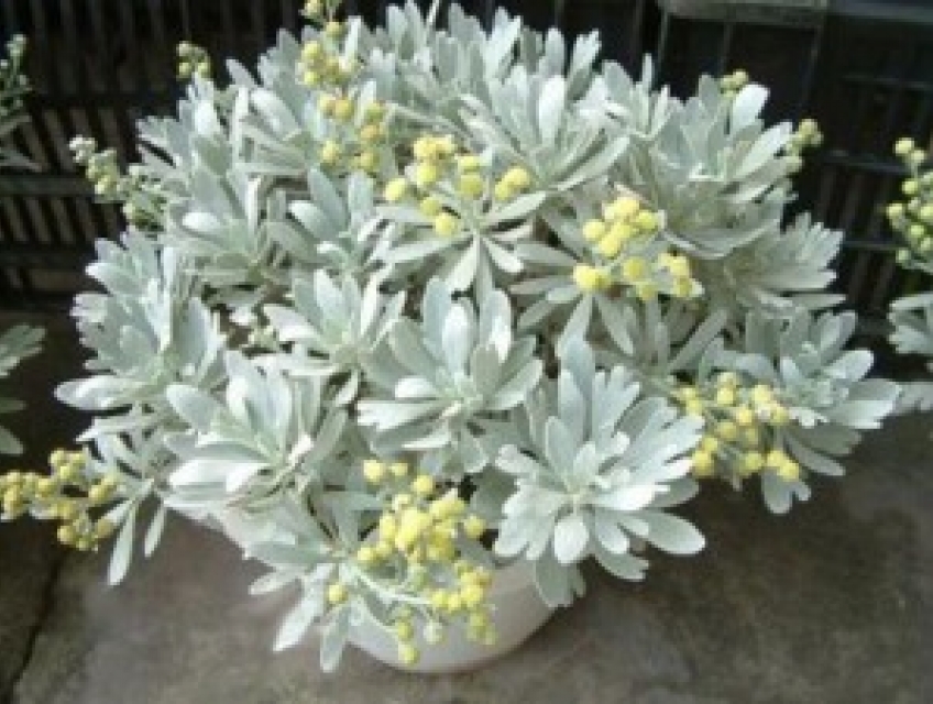 Cây cúc mốc – cây công trình độc đáo và đa dạng tác dụng